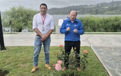 Municipio advierte: robo de rosas en Panguipulli arriesga multa de 5 UTM
